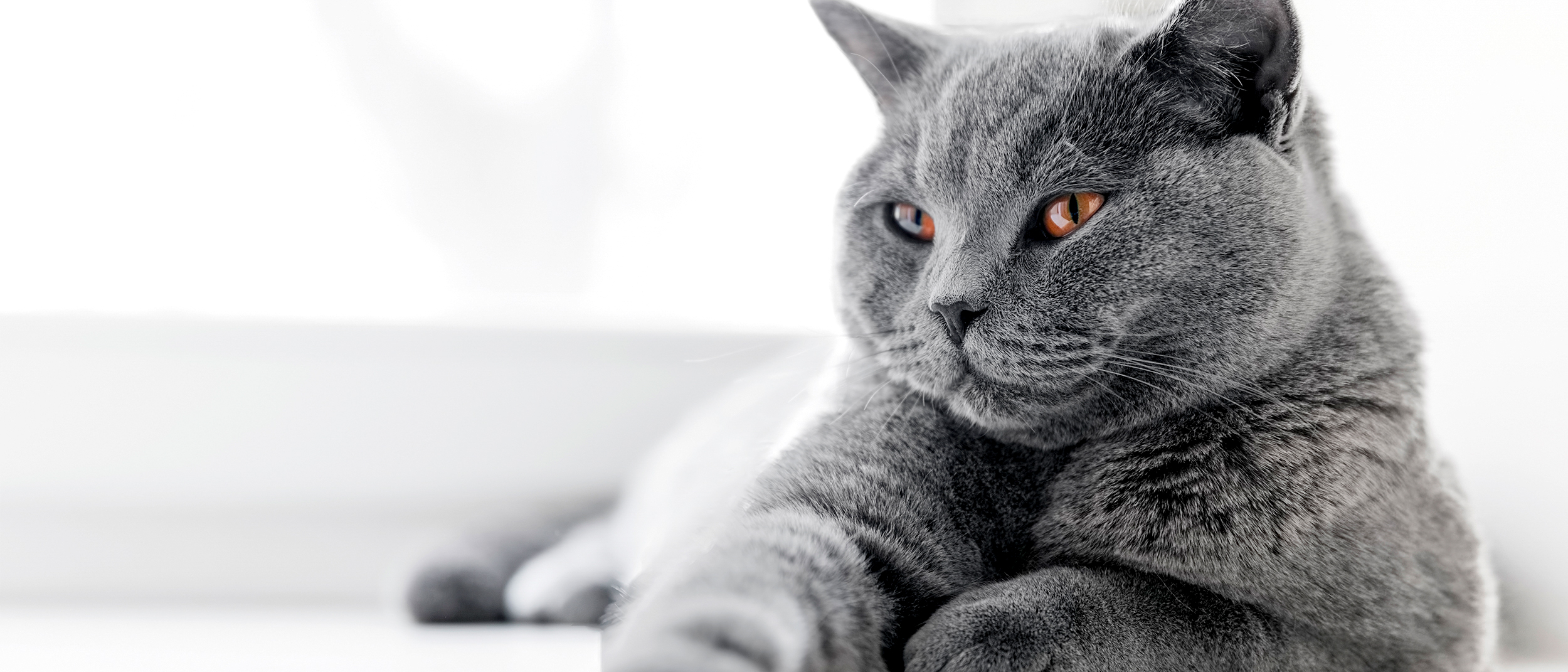 sleepy gray cat laying down